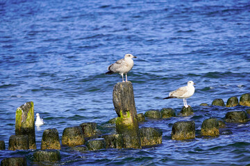 Various sea birds on Usedom on the Baltic Sea coast. Seagull.
