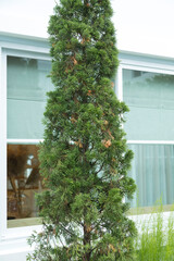 Chinese juniper tree in home garden.