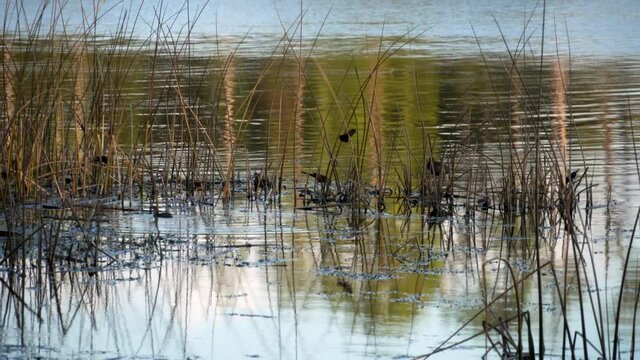 Reeds growing in subtropical pond with black birds looking for food and calling to each other in late afternoon, late autumn. 293