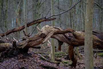 Gefallene Bäume
