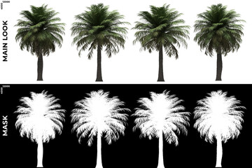 Front views of Chiliean Wine Palm Trees with alpha mask to cutout and PNG editing. Forest and Nature Compositing.