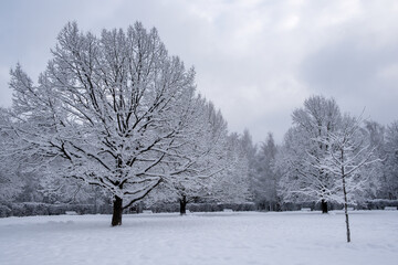 Three old snow covered oaks in winter park. Cool natural landscape.
