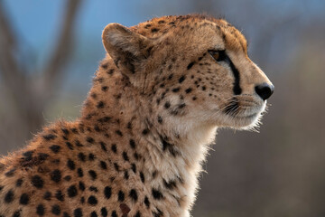 Profile of  a cheetah