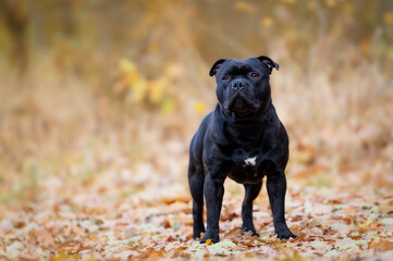 Staffordshire Bull Terrier
