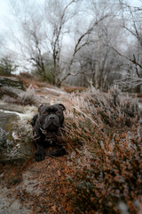 Staffordshire Bull Terrier