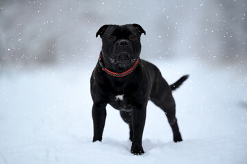 Staffordshire Bull Terrier