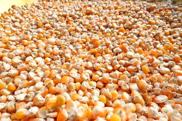 closeup the bunch small yellow corncob grains over out of focus yellow brown background.