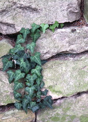 Ivy Vine Creeps Up the Cracks in Stone Wall