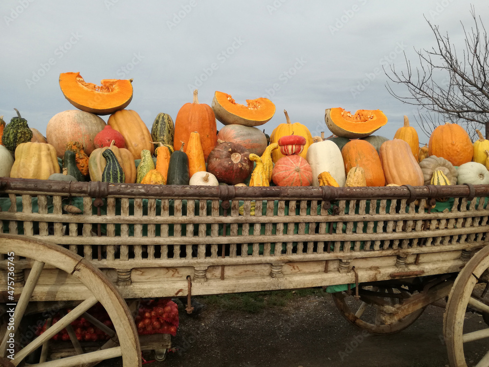 Sticker Different pumpkins at outdoor farmers market, exhibited on old horse wagon