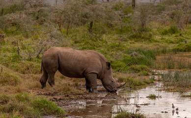 Close-up black rhino drinks water from a pond, standing in the mud