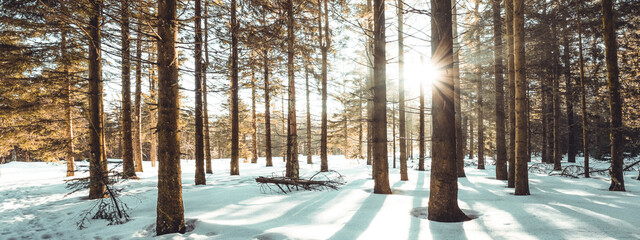 Amazing forest trees firs landscape snowscape view in the morning with sunbeams sunshine in black forest winter with snow ( Schwarzwald ) Germany background panorama banner . - obrazy, fototapety, plakaty