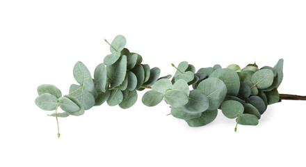 Beautiful baby blue eucalyptus branch on white background © Pixel-Shot