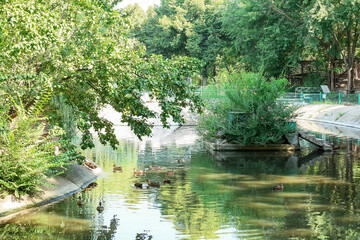 Beautiful green park with pond