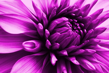 Dahlia bloom. Flower petals close-up. Bright violet floral impressive illustration on a plant theme. Macro