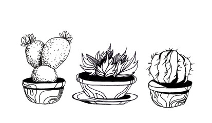 Illustration of cacti. Office. Graphics. Line drawing