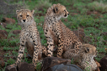 Young cheetah family, Zimanga Private Game Reserve, KwaZulu Natal