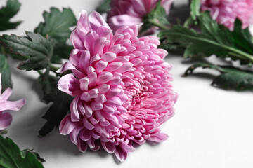 Fresh chrysanthemum on white background, closeup