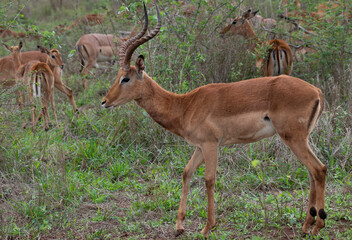 Naklejka na ściany i meble Impala ram and ewes, Zimanga Private Game Reserve, Kwazulu Natal.