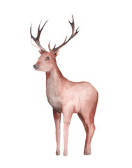 Watercolor illustration reindeer isolated on white background. Realistic animals. Northern beasts. Winter
