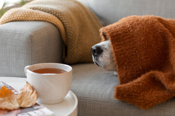 Cute Beagle dog under warm plaid at home on autumn day