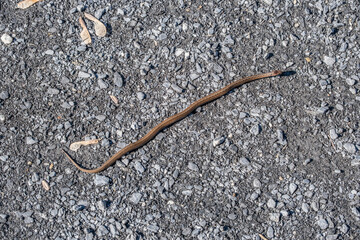 Brown snake on a trail