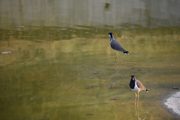wild animals in green forest