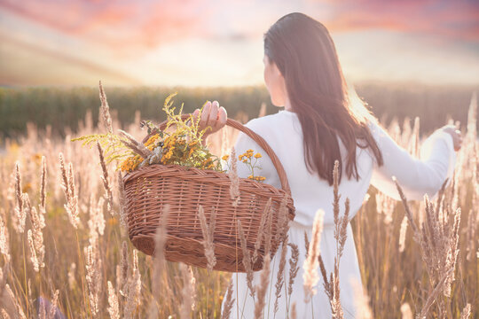 Beautiful scenery, a woman backwards with a basket of herbs. Harvest of fresh herbs. Alternative medicine concept.