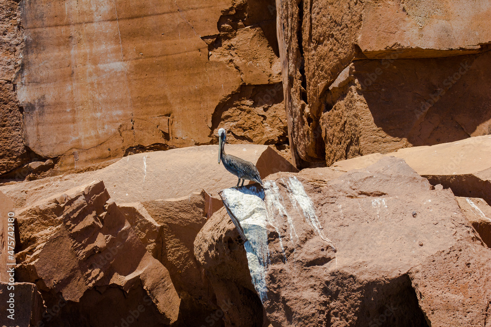 Poster Closeup shot of a Pelican perched on a rocky shore of Espiritu Santo island in Mexico