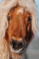 Cute shetland breed pony in winter 