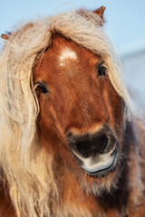 Cute miniature shetland breed pony in winter 