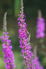 Bee on a tall purple flower.