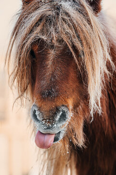 Cute shetland breed pony sticking out a tongue