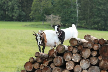 Fototapeta premium domestic goat, female with cub