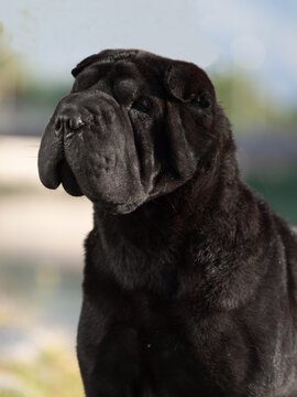 Portrait head Shar Pei adult black  purebred dog on the grass