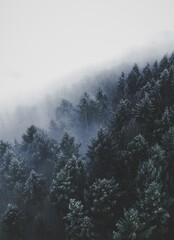 fog in the mountains