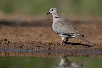 Cape turtle dove (Streptopelia decipens), Mkhombe hide, Zimanga Private Game Reserve, KwaZulu Natal