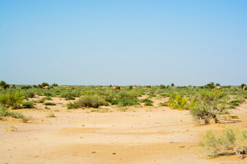 Fototapeta na wymiar Herd of camel grazing in the Thar desert