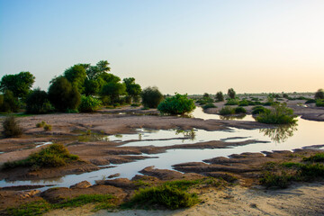 Fototapeta na wymiar An oasis in the Thar desert