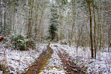 Winter forest landscape with trees and snowy road
