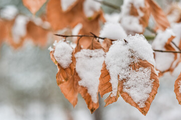 Ośnieżone brązowe liście bukowe, las zimą, pierwszy śnieg, krajobraz zimowy. Winter i n the forest, beech leaves, brown leaves, first snow.