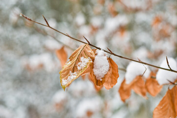 Ośnieżone brązowe liście bukowe, las zimą, pierwszy śnieg, krajobraz zimowy. Winter i n the...