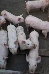 Cerdos pequeños que se encuentran en una granja donde los venden