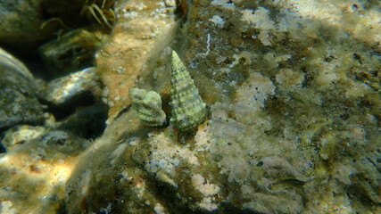 Mediterranean rocky shore hermit crabs or Mediterranean intertidal hermit crabs (Clibanarius erythropus) in shells of sea snails undersea, Aegean Sea, Greece, Halkidiki