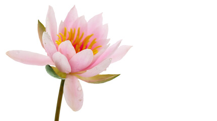Lotus flower isolated on white background. Water lily flower close up. Waterlily close-up. Blooming pink aquatic flower on white background, macro shot. Water lilly . 