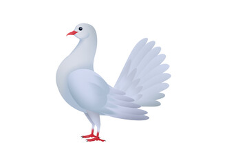 beautiful white dove isolated on white