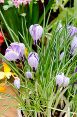 Floral floral background. Primrose purple white crocuses in a ceramic pot in a greenhouse, selective focus