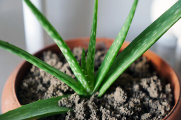Fototapeta premium newly seeded tiny aloe vera plant in a pot, aloe vera flower,