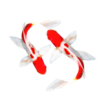 Koi fish are the domestic version of the common carp. This fish is most famous for its beautiful colors created through selective breeding
