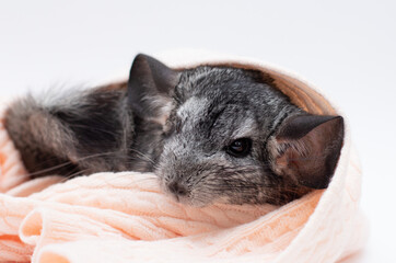 Our pets are small fluffy chinchillas peeks out from under a knitted soft blanket