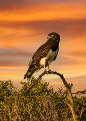 Fototapeta A snake-eagle (brown  raptor with white breast) on the Masai Mara savannah, Kenya obraz